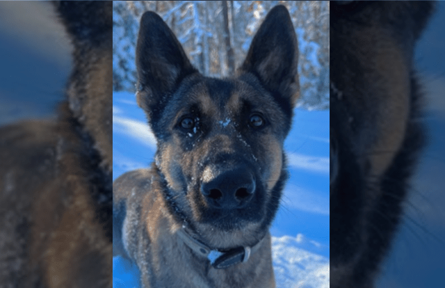 K9 Biza